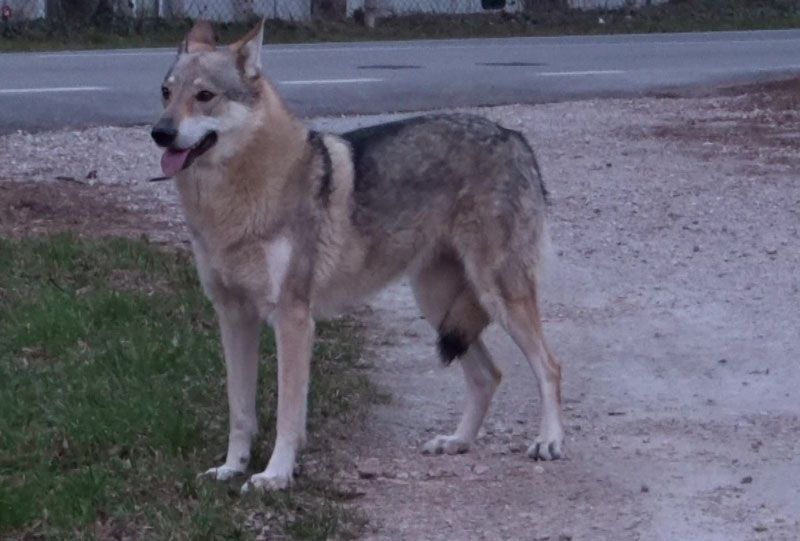 cane o lupo ?........ cane lupo cecoslovacco !